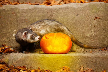 Dark ferret posing with halloween Jack-o'-lantern pumpkink