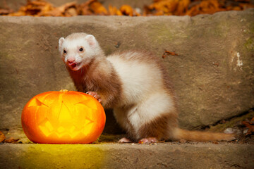 Champagne ferret posing with halloween Jack-o'-lantern pumpkink
