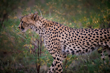 Female cheetah walking through the bush in Kenya