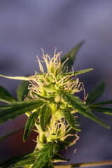 Closeup of Cannabis female plant in flowering phase.