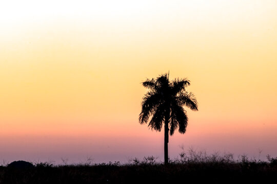 Silhouette of palm tree during a sunset in Brazil