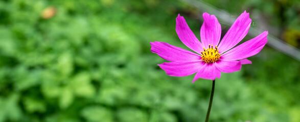 Pink Cosmos on a blurry green background.