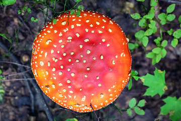 Top view red cap of Amanita mushroom in the forest.