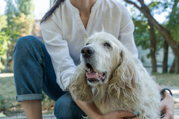 Portrait of happy old dog or spaniel. Walking with elderly pet in park at summer day