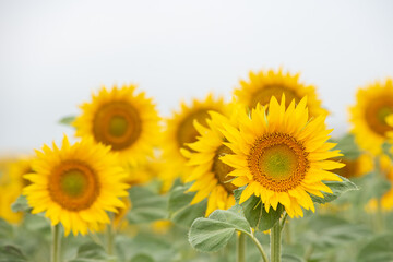 Fototapeta premium field of sunflowers