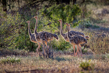 Herd of chicks of ostriches in Kenya