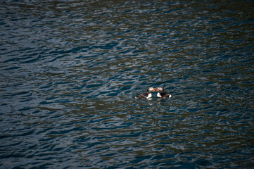 Puffins swimming together somewhere around Breiðafjörður, West Iceland.