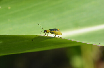 On the plant Western corn beetle