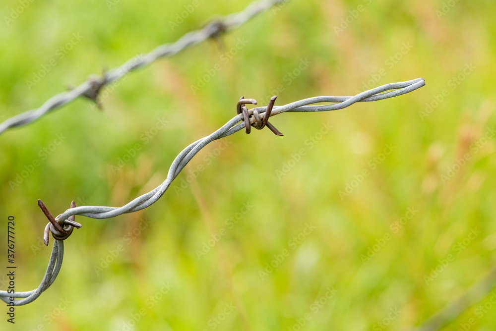 Wall mural barbed wire fence