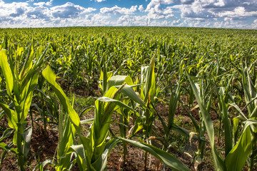 Fototapeta premium Green corn field in Brazil