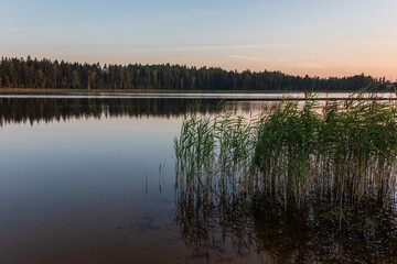Sunrise over lake on a calm, peaceful morning, with forest in a background and reeds in a foreground