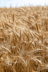 field of wheat