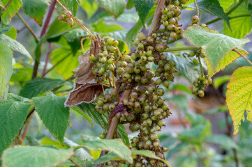 Cuscuta.