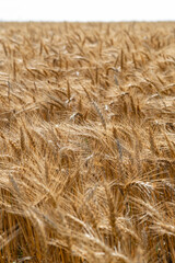 field of wheat