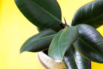 beautiful green leafs of ficus tree