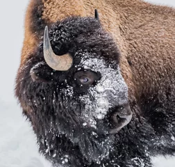 Zelfklevend Fotobehang Grote buffel of bizon bedekt met sneeuw en een zware bontjas in de winter in Yellowstone © Jo