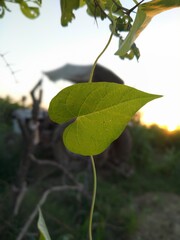 Heart shaped green leaf views 