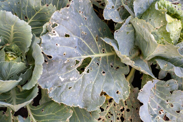 Leaves of cabbage boiled up are damaged by parasites. Harvest destruction by cabbage cabbage worm