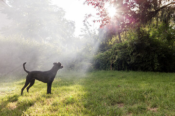 chien noir regarde la lumière à travers les feuilles