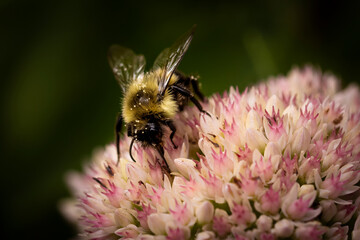 bee on pink sedum autumn joy