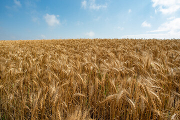 field of wheat