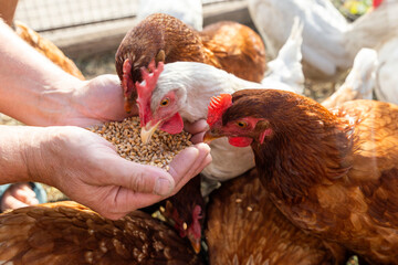 The farmer hand-feeds his hens with grain. Natural organic farming concept - obrazy, fototapety, plakaty