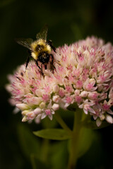 bee on pink sedum autumn joy