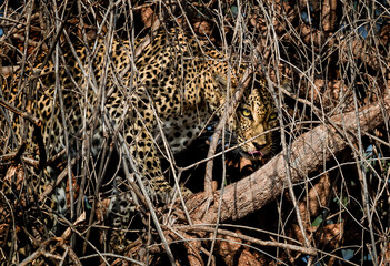 Leopard hides in plain sight, camouflaged with tree limbs and roots..