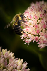 bee on pink sedum autumn joy