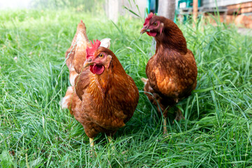 Brown hans having summer walk on the green grass in the domestic farm. Healthy organic poultry concept