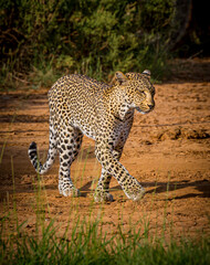 Leopard in Kenya walks to the right, lifting paw.