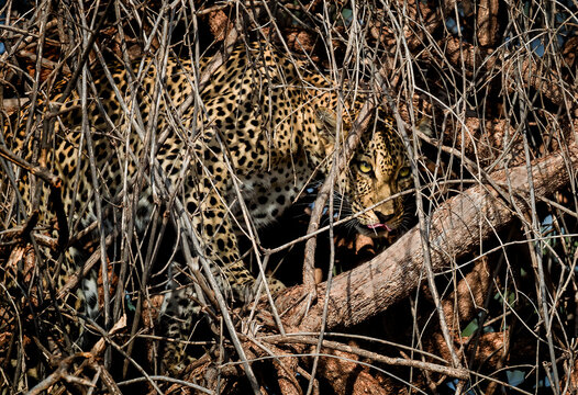 Leopard hides in plain sight, camouflaged with tree limbs and roots..