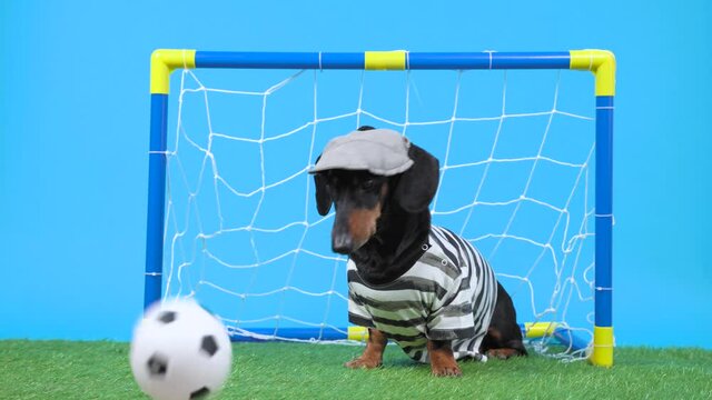 Dachshund in goalkeeper uniform and cap unsuccessfully protects football gate, soccer ball flies inside scoring goal on green artificial grass. Dog disagrees with result, barks and runs to find out.