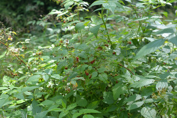 Raspberry bush at summer.