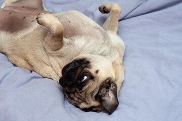 Small cute pug dog sleeping at home on the bed. good morning with the pet