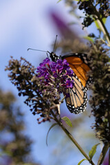Monarch butterfly on purple flower with blue sky