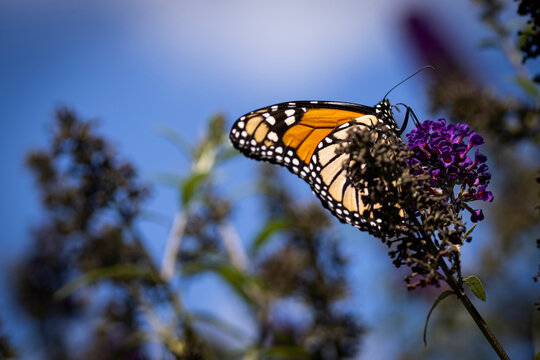 Monarch Butterfly On Purple Flower With Blue Sky