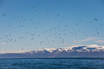 Puffins flying around Lundey (Puffin Island) near Husavik, Iceland.