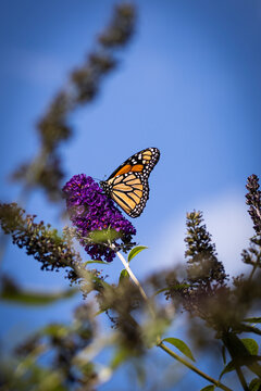 Monarch Butterfly On Purple Flower With Blue Sky