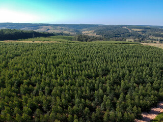 Fototapeta na wymiar Aerial view of a young Eucalyptus plantation in Brazil