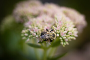 bee on pink sedum autumn joy