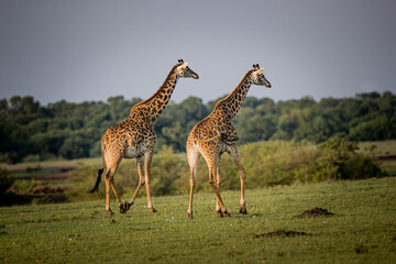 Pair of giraffes walk to the right in the Serengeti