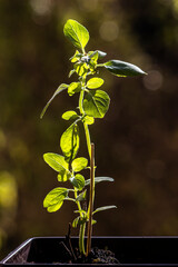 Tree Basil, Caraway plant in garden(Shrubby basil, Ocimum gratissimum) in Brazil
