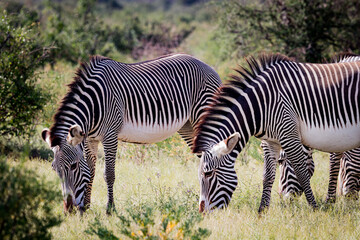 Fototapeta na wymiar Pair of Zebras grazing in Samburu, Kenya