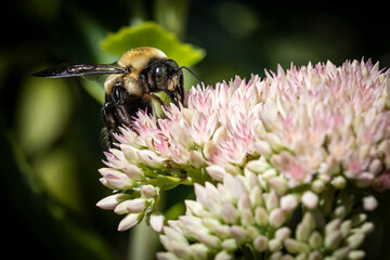 bee on pink sedum autumn joy