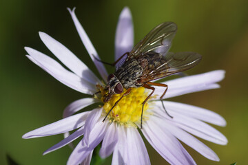 A fly, Phaonia valida on a flower of an aster (Aster ageratoides). Family Muscidae. Autumn, in a...