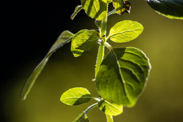Tree Basil, Caraway plant in garden(Shrubby basil, Ocimum gratissimum) in Brazil