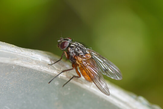 A fly, Phaonia subventa or Phaonia rufiventris of the family House flies, Muscidae. Netherlands, October