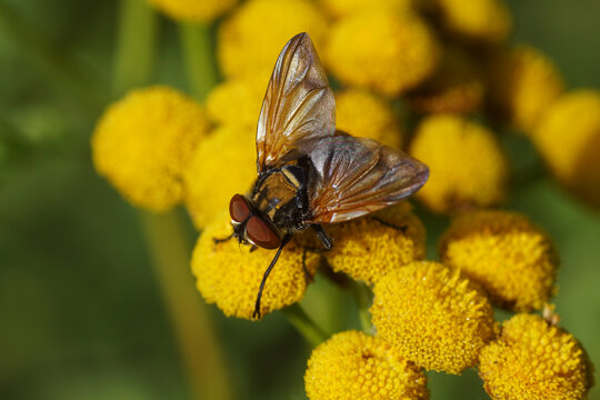 Tachinid fly, Phasia aurigera, family Tachinidae on flowers of common tansy (Tanacetum vulgare), family Asteraceae. Slovenia, September 