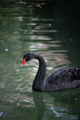 Fototapeta premium black swan on the water
